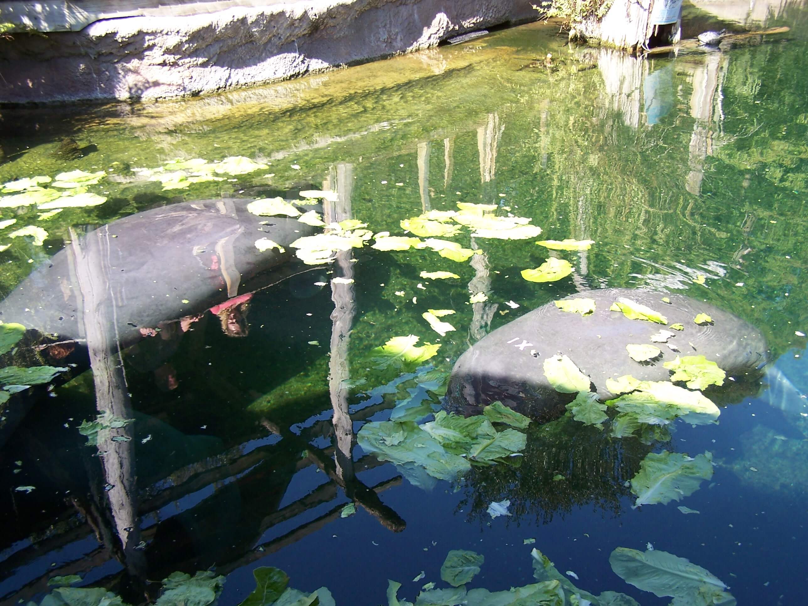 Manatee Chat | Cetalingua Project