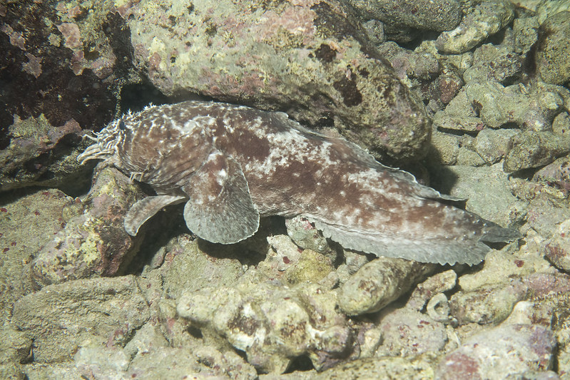Dolphin Chat | Cetalingua Project