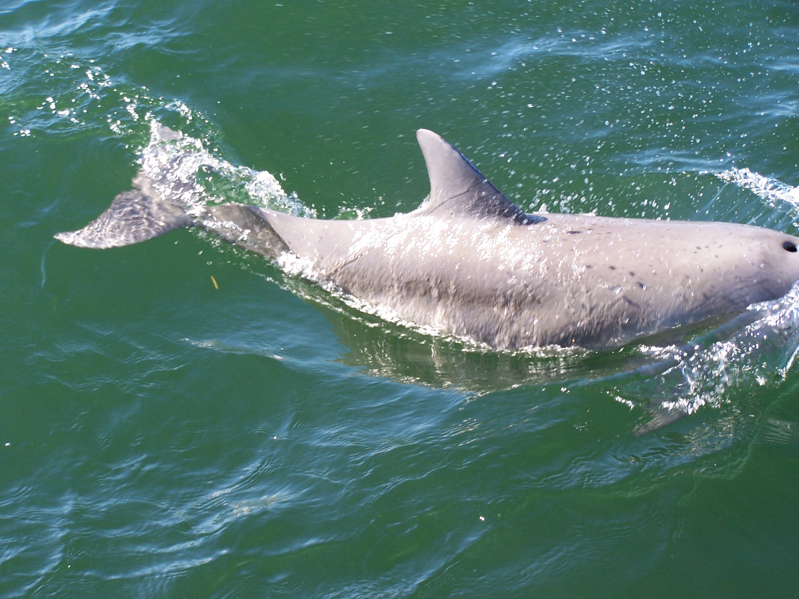 Dolphin Chat Cetalingua Project