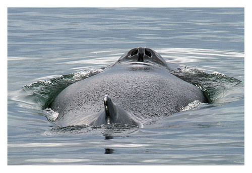 Whale Chat | Cetalingua Project