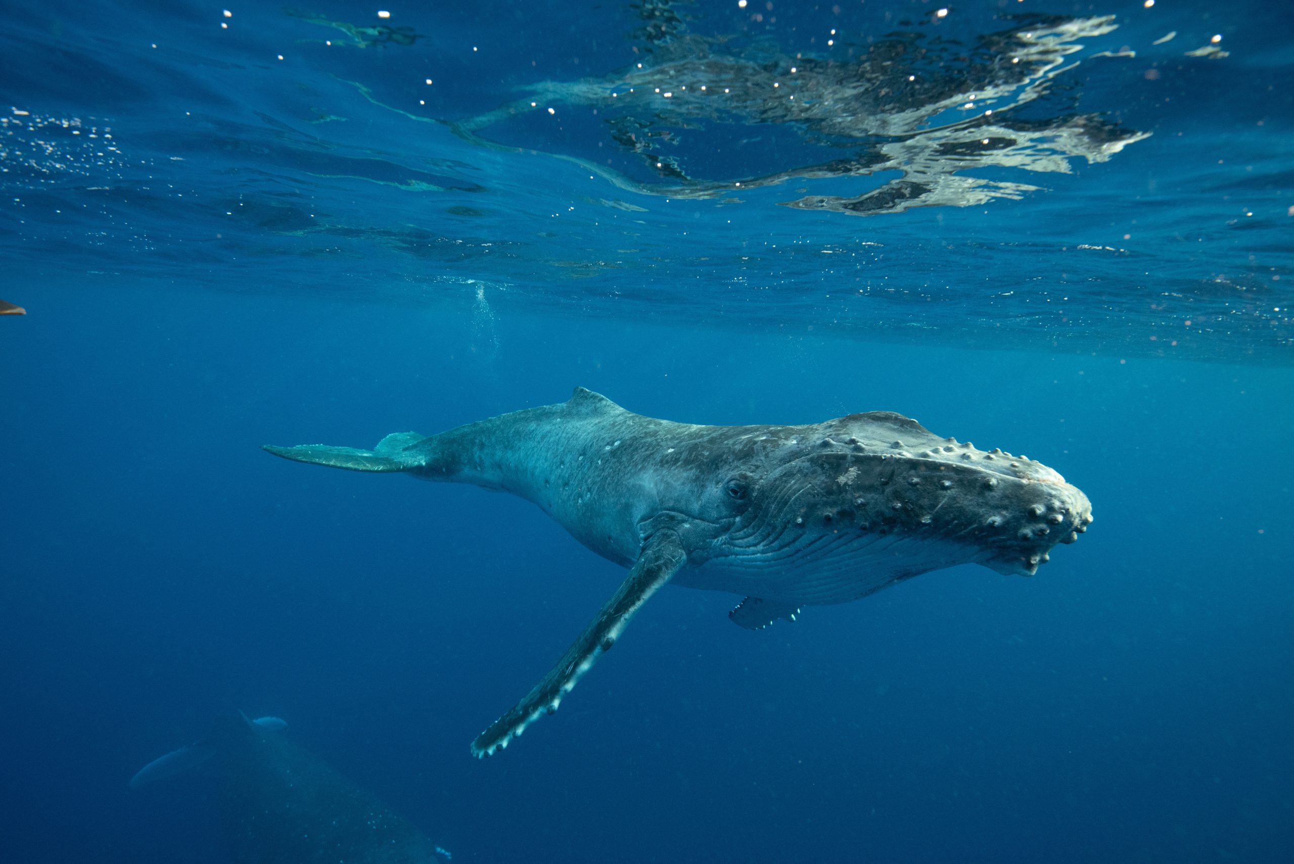 Whale Chat | Cetalingua Project