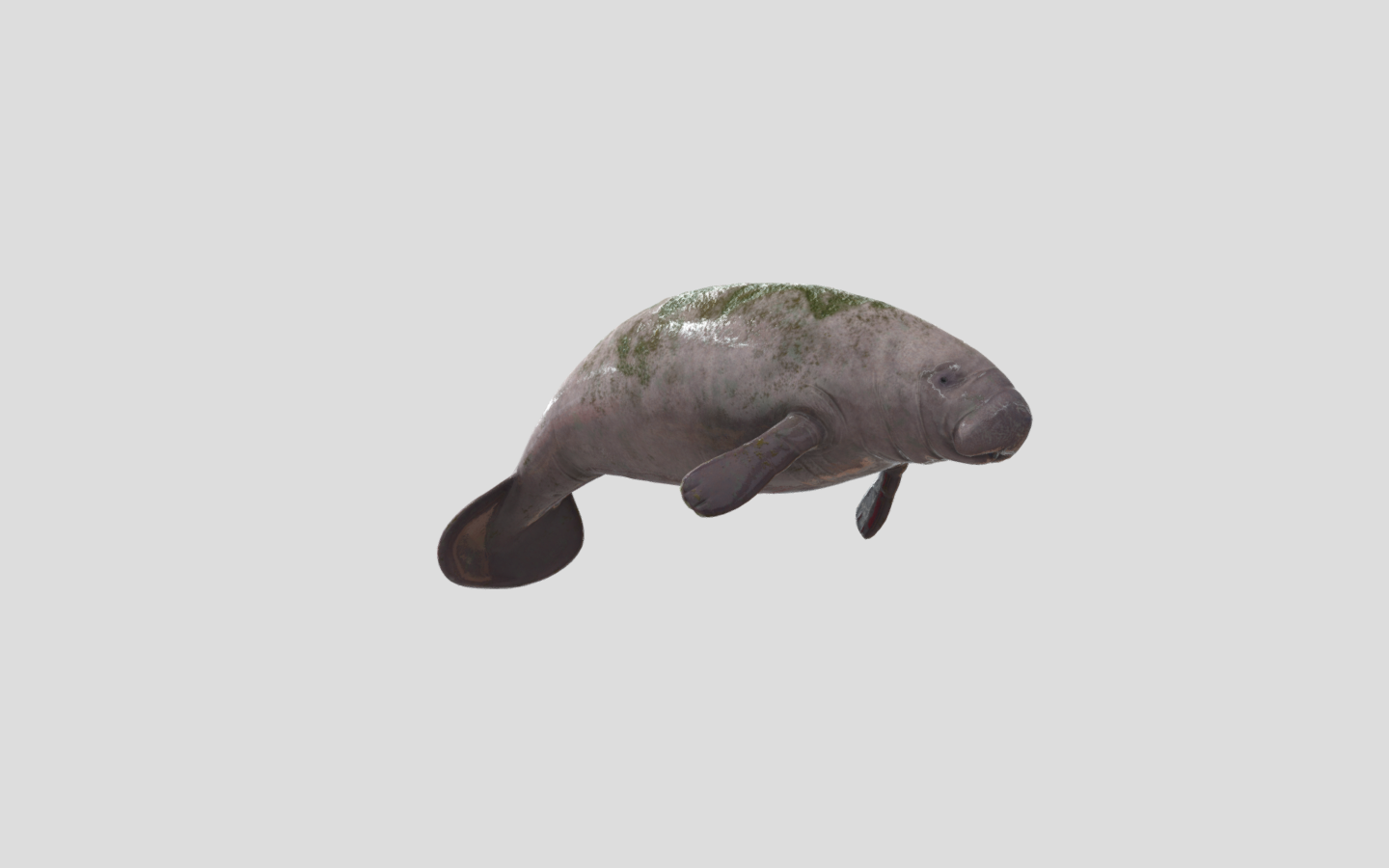 Manatee Chat | Cetalingua Project